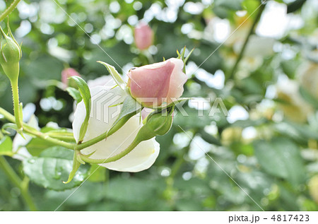 薄桃色の薔薇の蕾 4817423