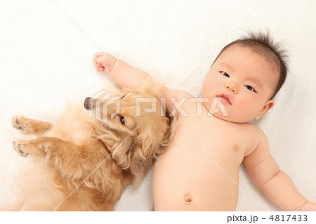 乳児と犬 4817433