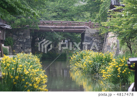 黄花菖蒲咲く八幡堀 4817478