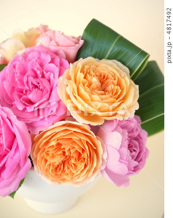 キャンディカラーのイングリッシュローズアレンジメント(背景無地)の