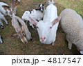 ヤギ 4817547