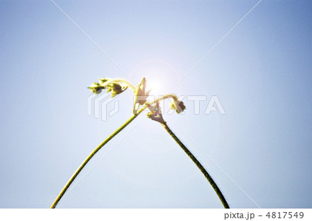 新芽 新芽 4817549