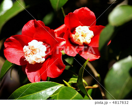 卜半（ツバキ） 4817632