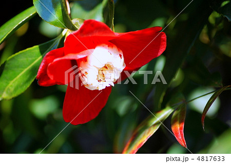 卜半(ツバキ) 卜半(ツバキ) 4817633