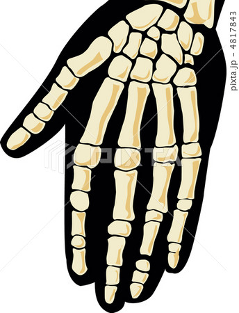 Human skeleton. Hand. 4817843