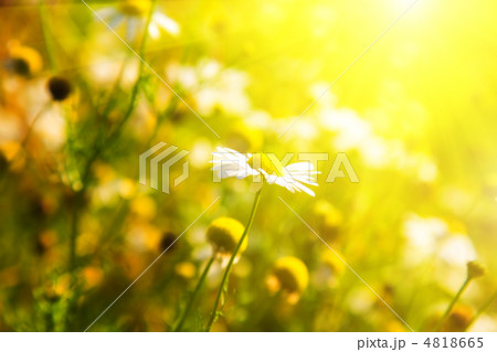 Camomile and bright sunlight Camomile and bright sunlight 4818665