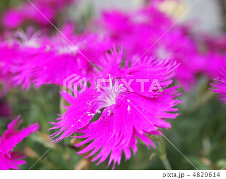 カワラナデシコ 4820614