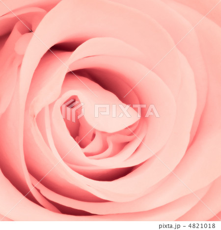 pink rose close up 4821018