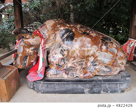 北野天満宮の牛 4822426