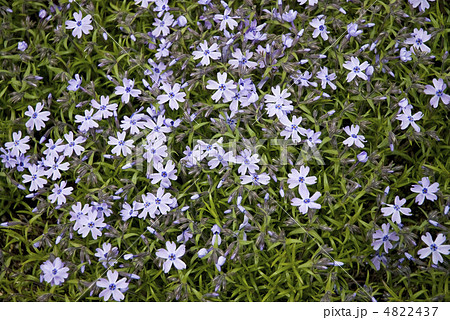 シバザクラ 4822437