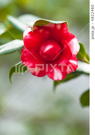 京小袖のアップ 4822460