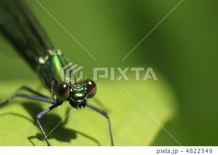 イトトンボ イトトンボ 4822549