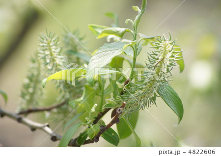 ふわふわの後のねこやなぎ ふわふわの後のねこやなぎ 4822606