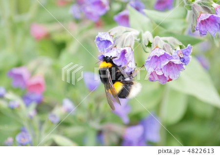 花の蜜を吸うセイヨウマルハナバチ 花の蜜を吸うセイヨウマルハナバチ 4822613