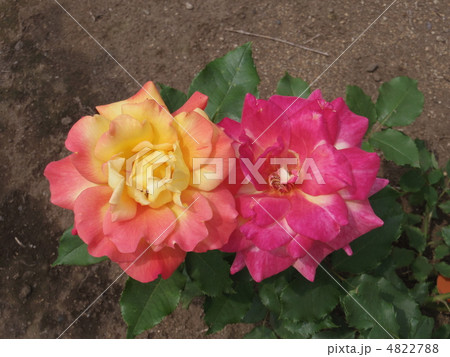 リオサンバ 4822788