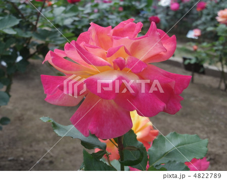 リオサンバ 4822789