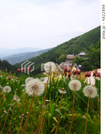 たんぽぽ たんぽぽ 4822899