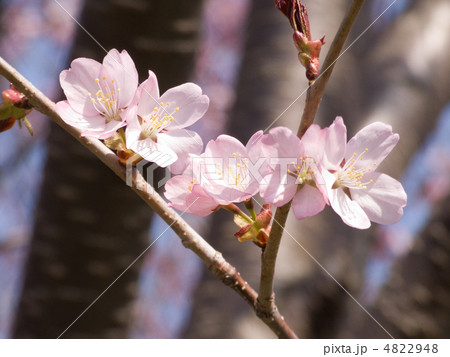 エゾヤマザクラ 4822948