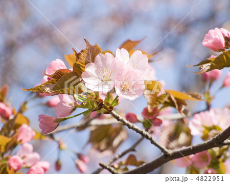 エゾヤマザクラ 4822951