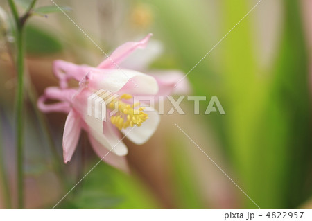 オダマキの花 オダマキの花 4822957