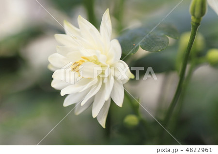 オダマキの花 オダマキの花 4822961