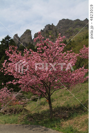 八重桜 4823019