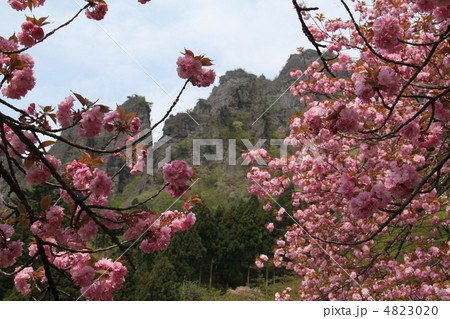八重桜 4823020