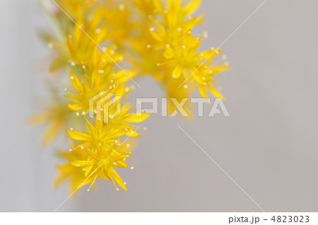 サボテンの花 サボテンの花 4823023