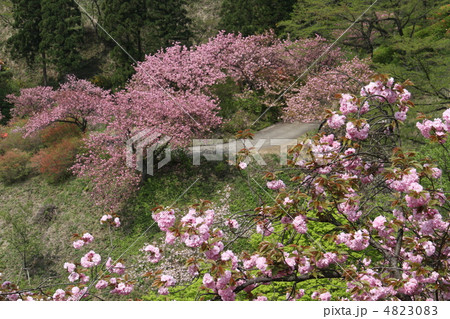 八重桜 4823083
