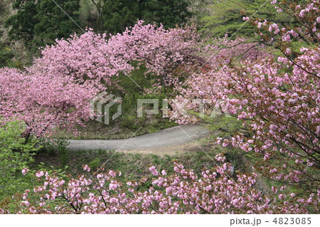 八重桜 4823085