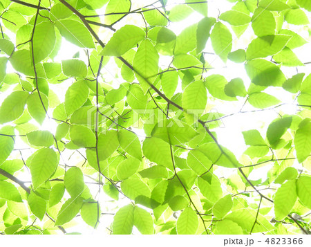 新緑のブナ 4823366