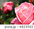 バラ　ファーストプライズ 4823502
