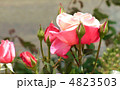 バラ　ファーストプライズ 4823503