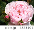 バラ　セプタードアイル 4823504