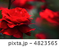赤い薔薇 4823565