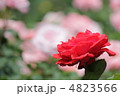 バラの花 4823566