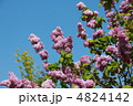 ライラック 4824142