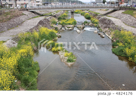 【春の内津川放流路】 4824176