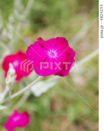 スイセンノウ スイセンノウ 4824254