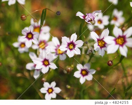 ニワゼキショウ 4824255