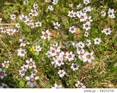 ニワゼキショウ 4824256