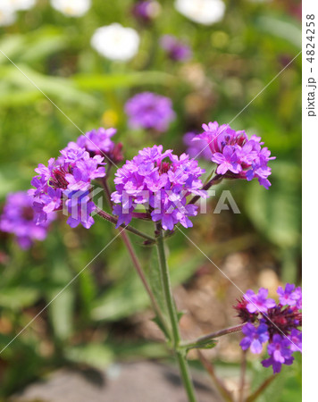 宿根バーベナ 4824258