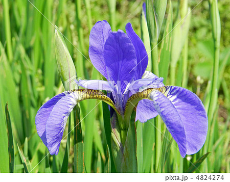 アヤメ(菖蒲) アヤメ(菖蒲) 4824274