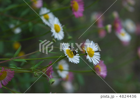 花と蜂 4824436