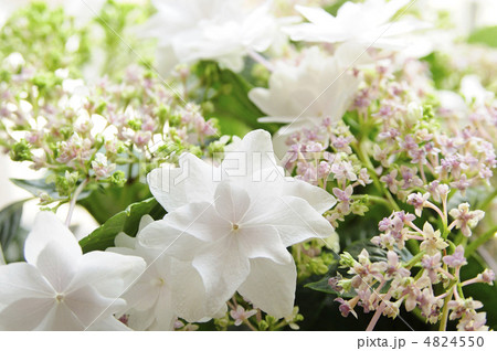 紫陽花「墨田の花火」 4824550