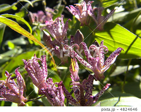 ホトトギス 4824646