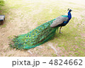 くじゃく 4824662