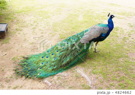 くじゃく 4824662