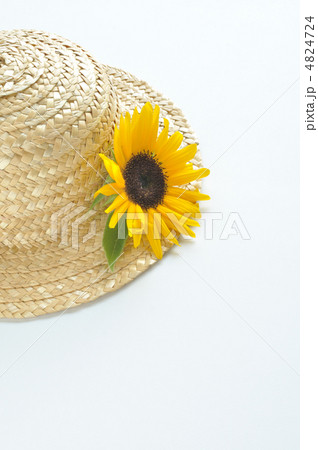 ひまわりの麦藁帽子 ひまわりの麦藁帽子 4824724