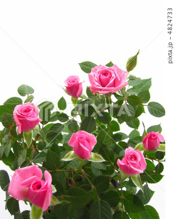 可愛いピンクのミニ薔薇 4824733